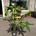 philodendron goeldii fun bun large 24cm pot