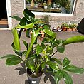 philodendron goeldii fun bun large 24cm pot