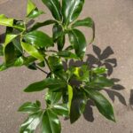Philodendron Goeldii Fun Bun X LARGE 24cm pot COLLECTION ONLY