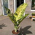 philodendron goeldii fun bun large 24cm pot
