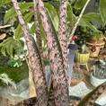 alocasia brancifolia pink passion 14cm pot