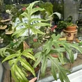 alocasia brancifolia pink passion 14cm pot