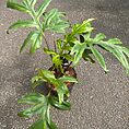 alocasia brancifolia pink passion 14cm pot