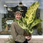 Dieffenbachia Banana Dumb Cane LARGE 23cm pot COLLECTION ONLY