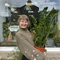 zamioculcas zamiifolia emerald palm zz x large 90cm height 24cm pot (copy)