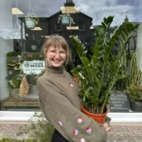 zamioculcas zamiifolia emerald palm zz x large 90cm height 24cm pot (copy)