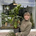 philodendron goeldii fun bun large 24cm pot
