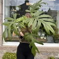philodendron goeldii fun bun large 24cm pot