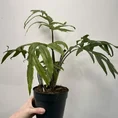 alocasia brancifolia pink passion 14cm pot