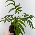 alocasia brancifolia pink passion 14cm pot