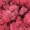 close up image of preserved reindeer moss bright pink in colour