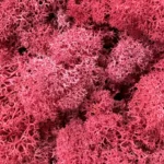 Preserved Reindeer Moss WINE