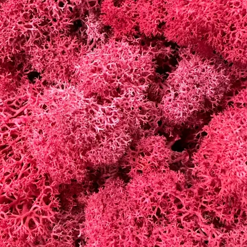 close up image of preserved reindeer moss bright pink in colour