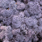 Preserved Reindeer Moss AUBERGINE BULK