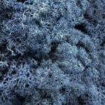 Preserved Reindeer Moss CLASSIC BLUE BULK