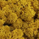 Preserved Reindeer Moss YELLOW