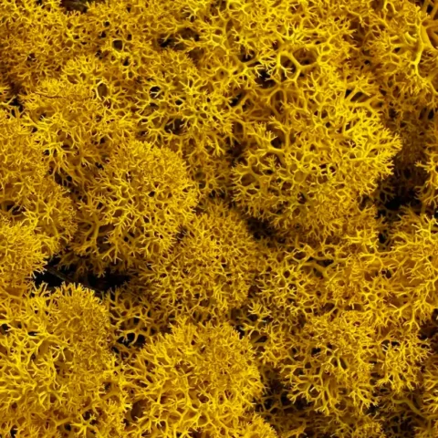 preserved reindeer moss wine bulk