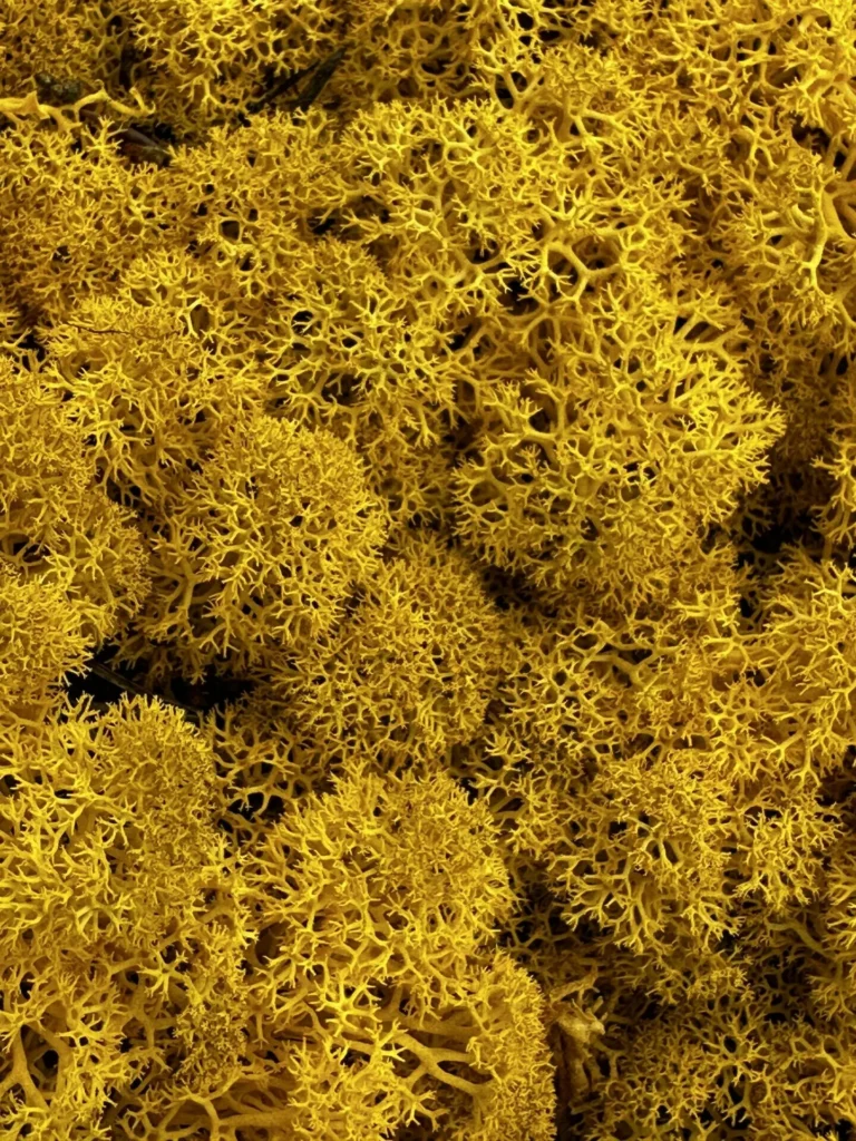 Preserved Reindeer Moss YELLOW BULK