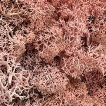 Preserved Reindeer Moss ROSE PINK Made with Moss Green 2