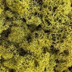 Preserved Reindeer Moss KIWI BULK
