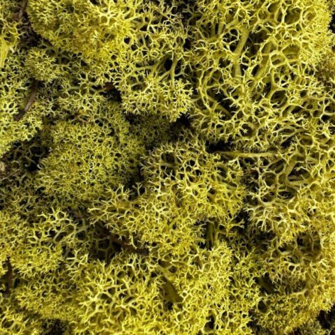 preserved reindeer moss kiwi bulk