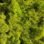 Preserved Reindeer Moss SPRING GREEN