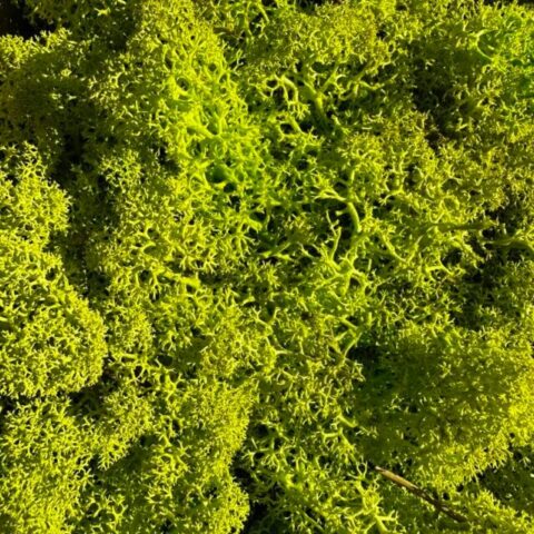 preserved reindeer moss spring green