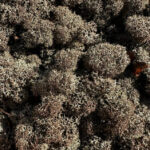 Preserved Reindeer Moss BROWN