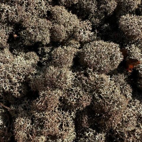 preserved reindeer moss brown