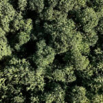 Preserved Reindeer Moss PINE GREEN