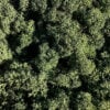 Preserved Reindeer Moss PINE GREEN BULK