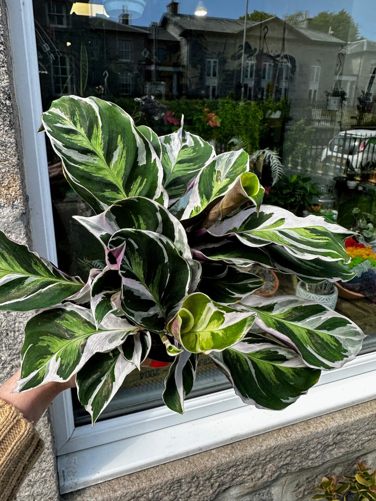 Calathea White Fusion House Plant. Shopfront Window in background. Large white and green leaves.