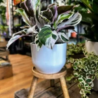 monstera adasonii 18cm pot