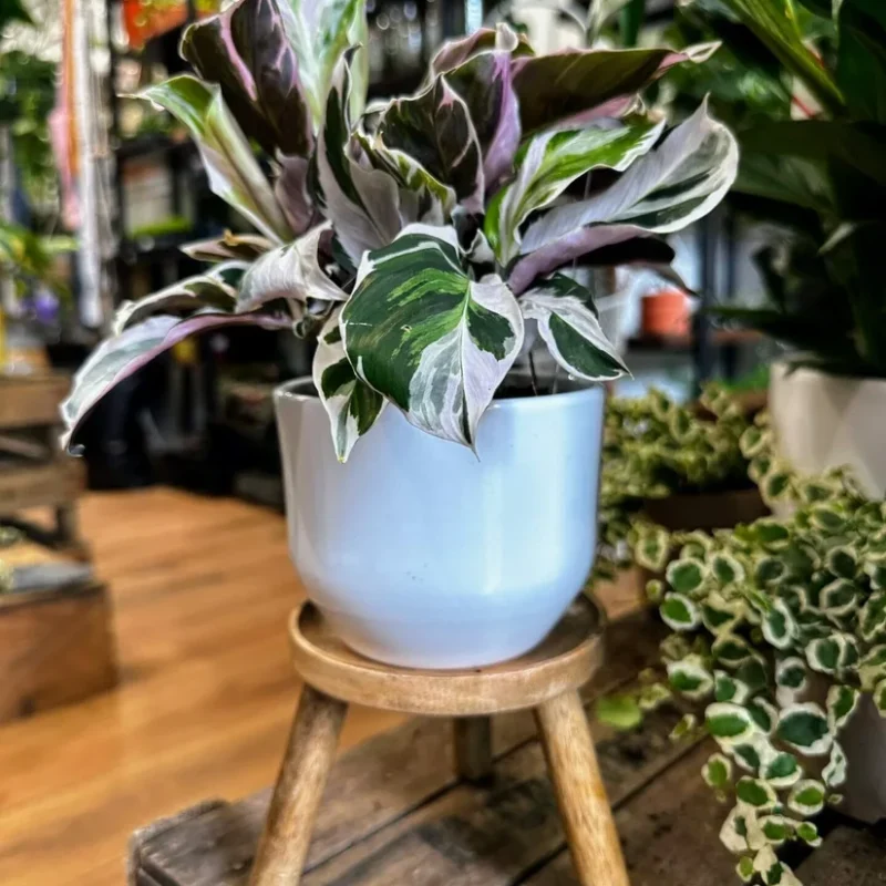 monstera adasonii 18cm pot monstera adasonii 18cm pot