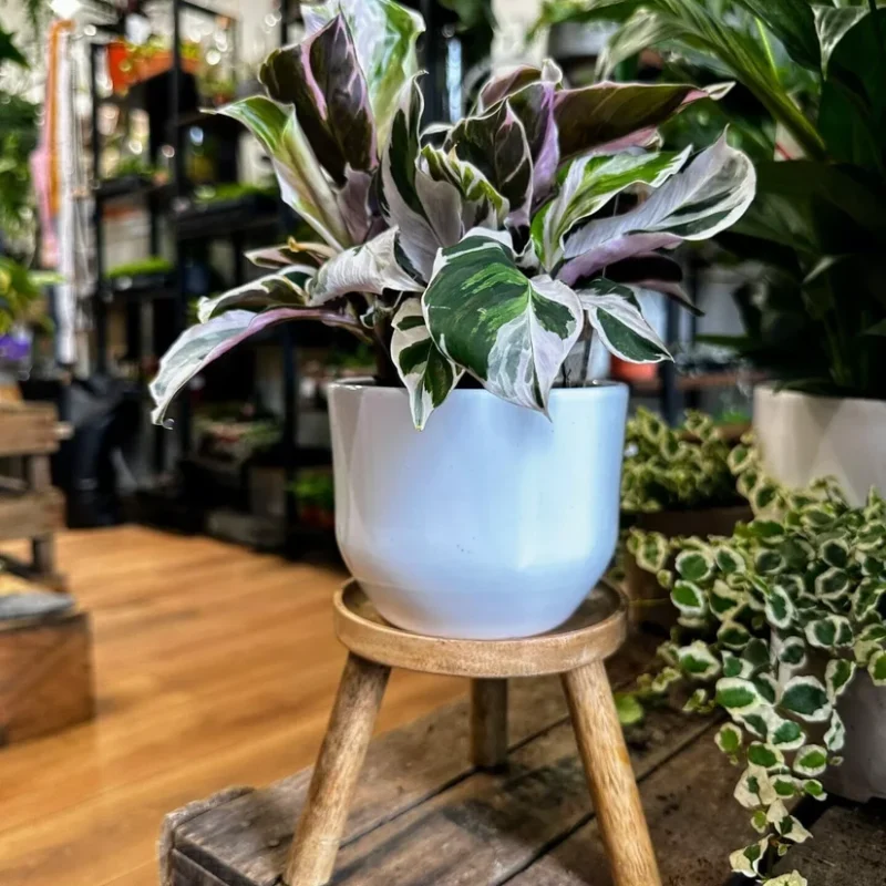 monstera adasonii 18cm pot