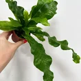crocodile fern microsorum musifolium crocodyllus 7cm po
