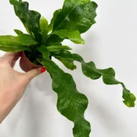crocodile fern microsorum musifolium crocodyllus 7cm po