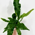 crocodile fern microsorum musifolium crocodyllus 7cm po