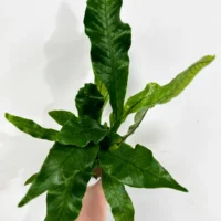 crocodile fern microsorum musifolium crocodyllus 7cm po