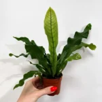 Crocodile Fern Microsorum Musifolium Crocodyllus 7cm pot