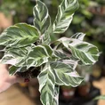 calathea white fusion 10.5cm pot