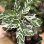 Calathea White Fusion 10.5cm pot