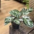 calathea white fusion 10.5cm pot