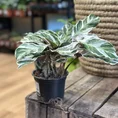 calathea white fusion 10.5cm pot