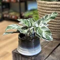 calathea white fusion 10.5cm pot