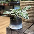 calathea white fusion 10.5cm pot
