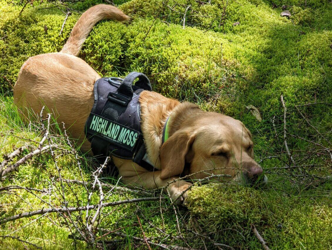 Noel the Highland Moss Dog lying down in moss with a harness on that says highland moss