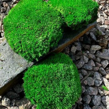 Preserved Cushion Moss