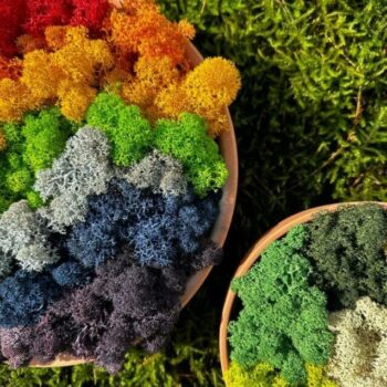 Preserved Reindeer Moss