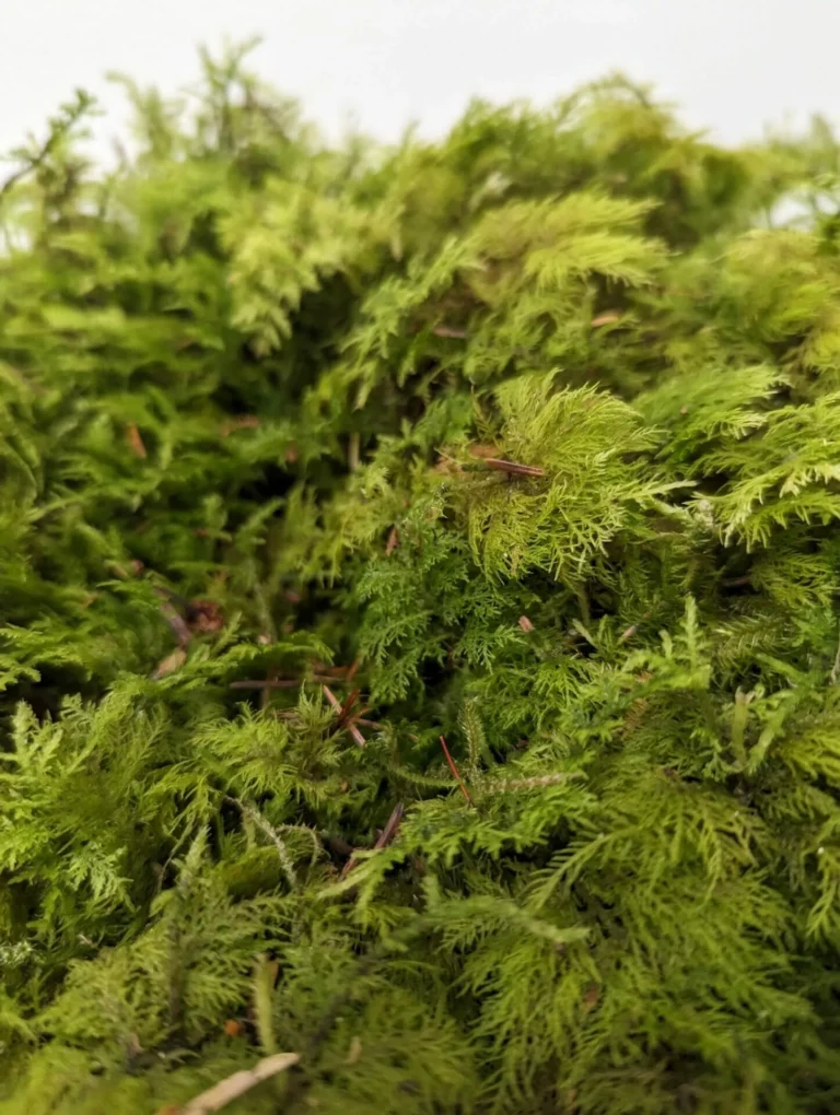 Caley Brothers Feather Moss 1m2